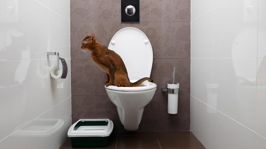 Por qué tu perro o tu gato te acompañan al baño