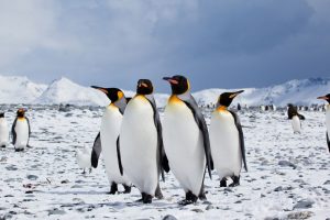 Pingüinos y metano: sus excrementos emiten 490.000 toneladas al año y calientan el planeta