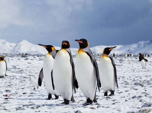 pinguinos