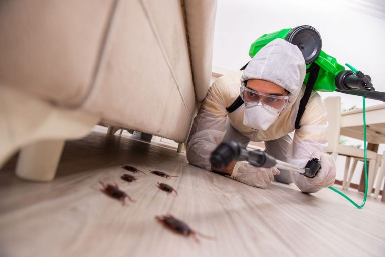 4 motivos por los que contratar a una empresa de control de plagas