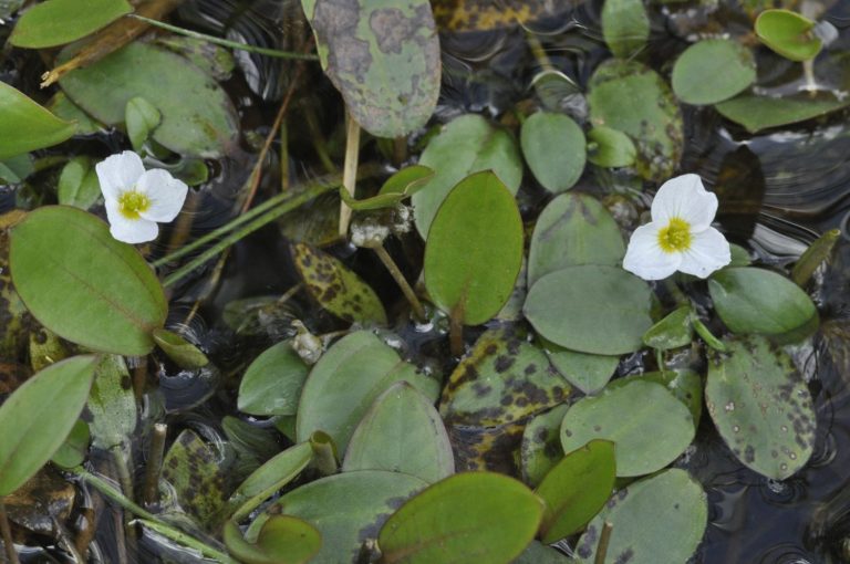 Se descubre la existencia de una planta en las sierras calizas de Burgos, Álava y La Rioja