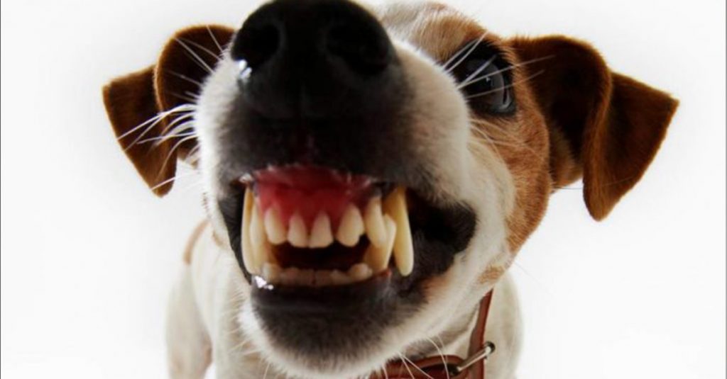 Las señales que emite un perro antes de morder