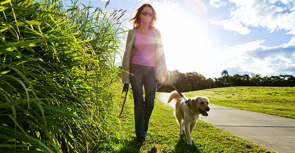 que se necesita para educar un perro
