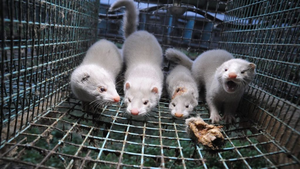 Qué hacer para que tu perro no se 'muera' de frío 5 Los roedores también pueden padecer el frío.