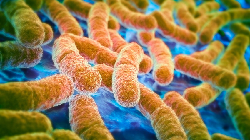 A qué se le denomina bacteria E.coli