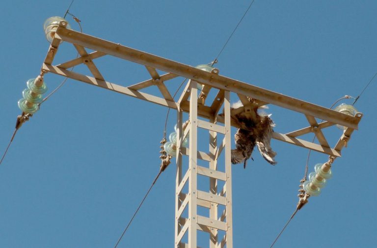 ANSE denuncia ante la Fiscalía la electrocución de 933 aves en Murcia