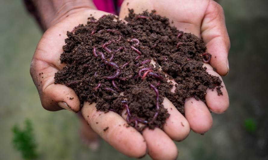 Agentes de descomposición para la composta