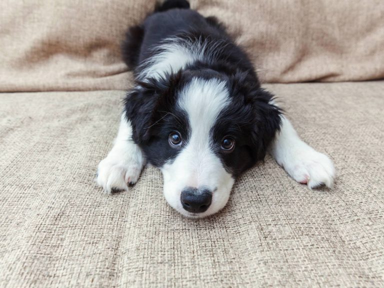 Así puedes saber si tu perro es superdotado