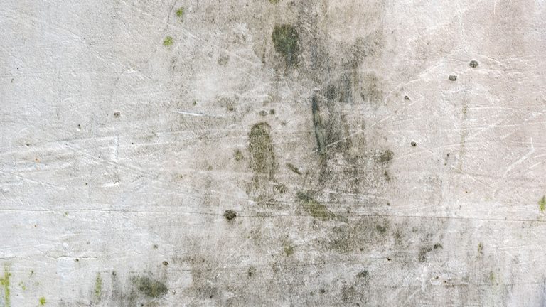 Cómo eliminar el moho de tu casa