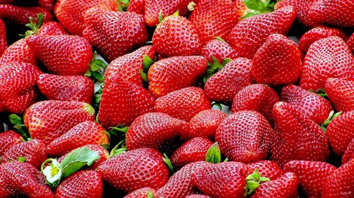 Cómo hacer las típicas fresas con chocolate con un plus de dulzura 3 Un poco de historia sobre la fresa