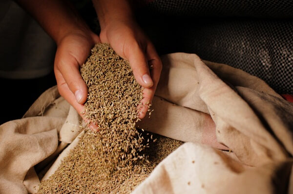 Aprendamos más sobre el anís de nuestra palomita española