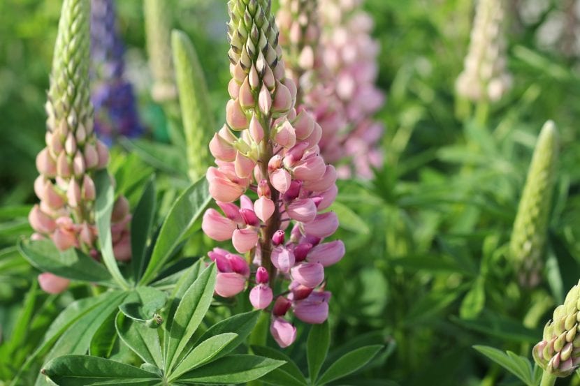 Cosecha y producción de los altramuces