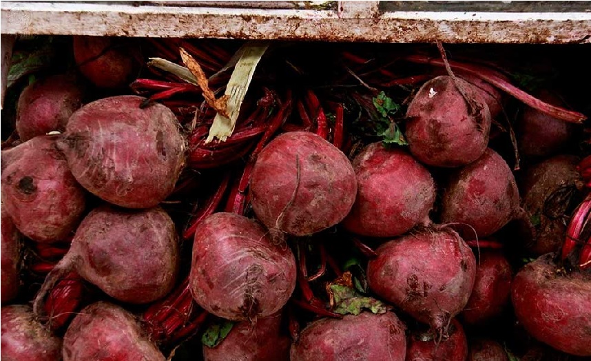 Qué es betabel 2 Cultivo y cosecha de betabel