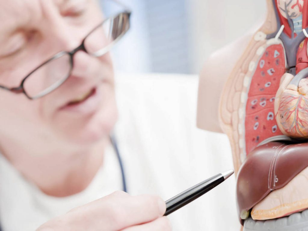 El hígado se regenera solo