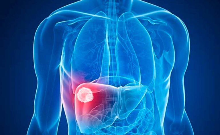 Este es el órgano de tu cuerpo que se regenera solo