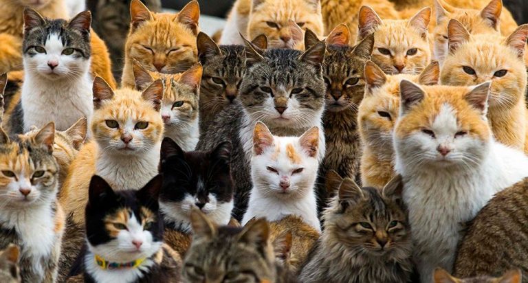 La isla de los dragones, la de los gatos... lugares del mundo habitados por animales