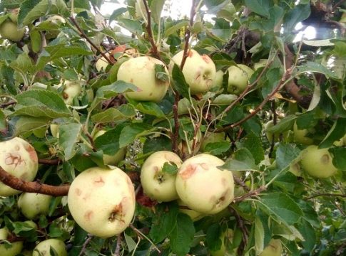 La siniestralidad del seguro agrario