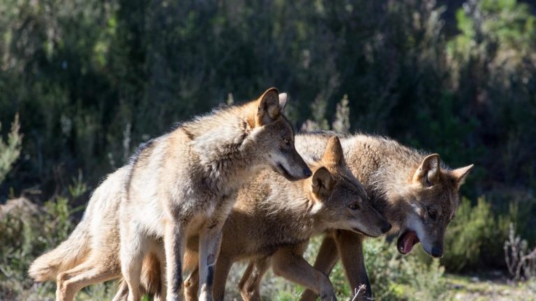 Unión de Uniones insiste en paralizar la inclusión del lobo en Lespre