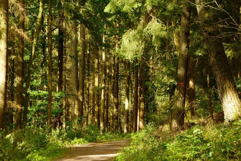 GeneraLife y Treedom se unen para plantar 3.000 árboles dedicado a los bebés nacidos en la pandemia