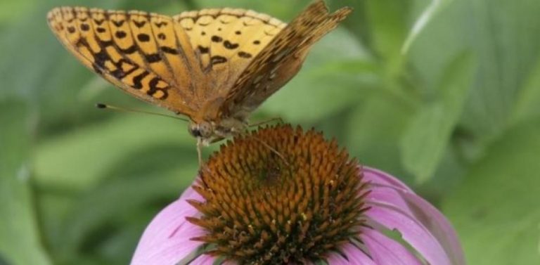 El aumento de las temperaturas adelanta los periodos de vuelo de las mariposas