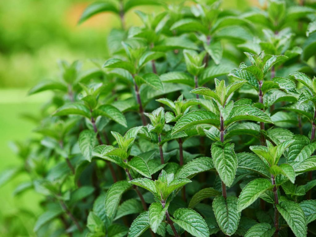 Menta plantas medicinales cultivar