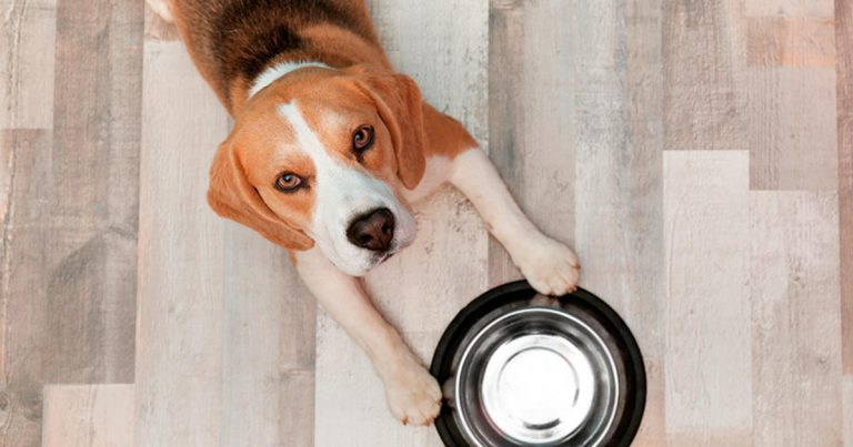 Cómo saber si tu perro tiene unos kilos de más