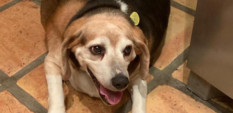 Observa con atención la contextura del perro