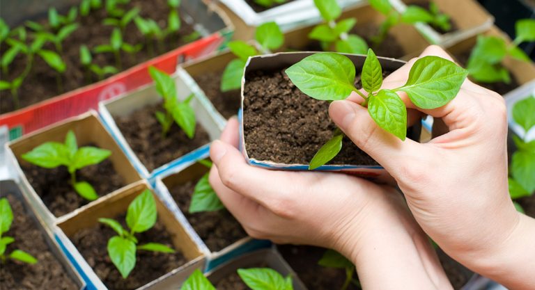 Plantas medicinales que puedes cultivar en casa