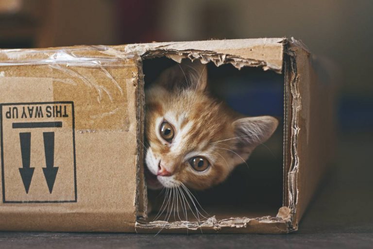 Por qué los gatos disfrutan metiéndose en cajas y rincones oscuros