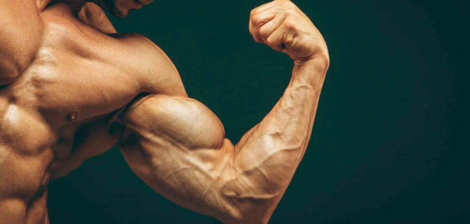 Qué es la hipertrofia muscular 122 Proceso de hipertrofia muscular