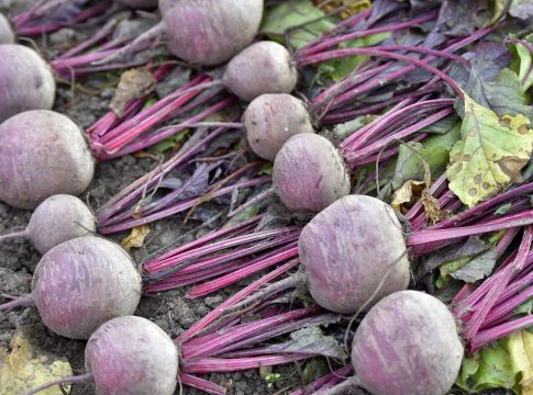 Qué es betabel Qué es betabel