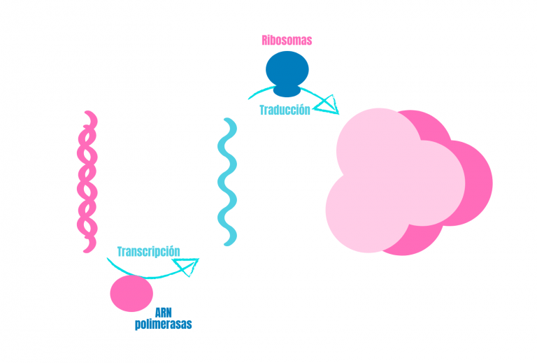 Qué es el código genético