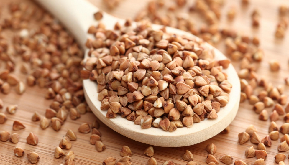 Qué es el trigo sarraceno 51 Beneficios que otorga