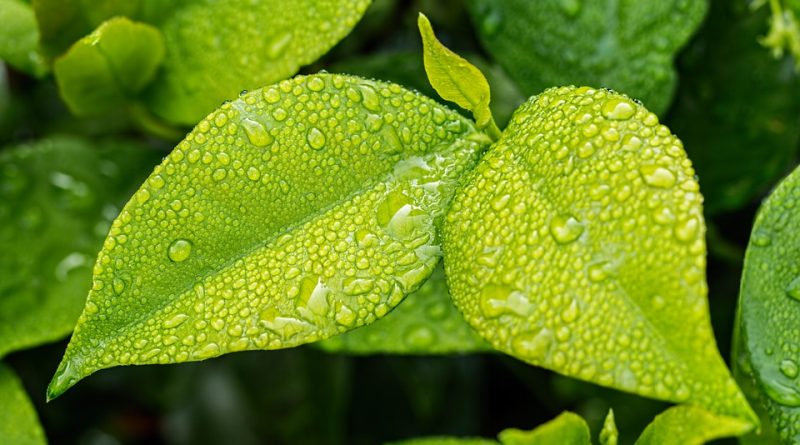 Qué es la clorofila