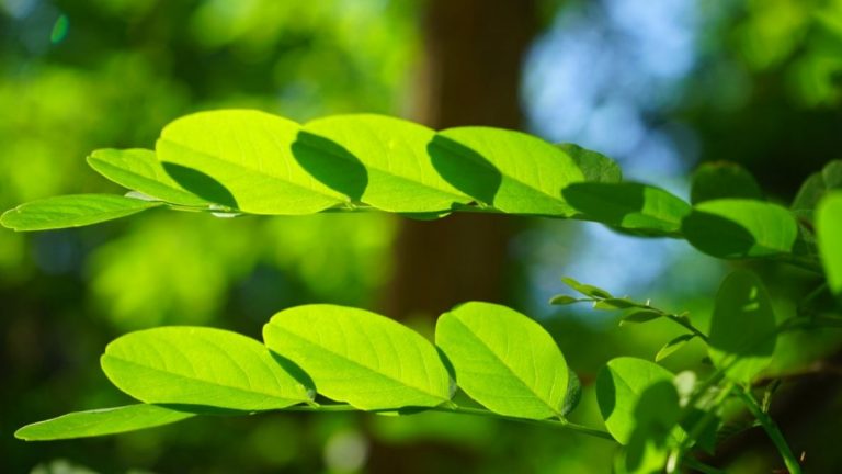 Qué es la clorofila