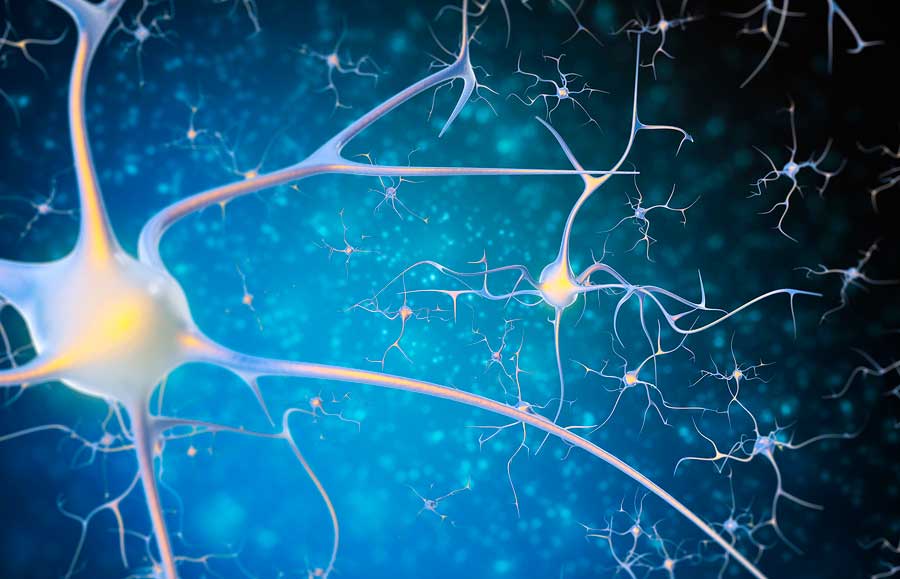 Qué es la neurología 1 Qué es la neurociencia