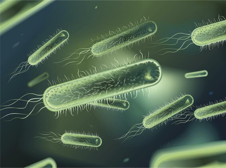 Qué es una bacteria 2 Clasificación de las bacterias