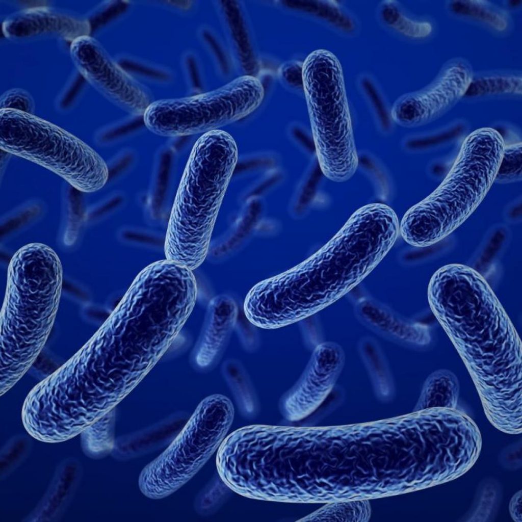 Qué es una bacteria 6 Características de las bacterias