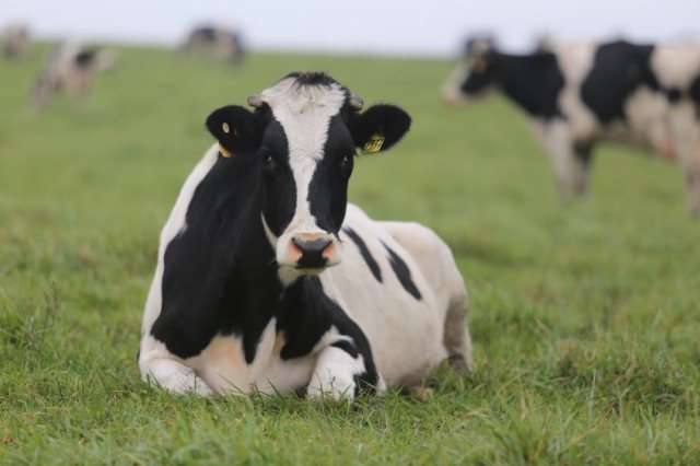 Qué es una endogamia 77 Qué es una endogamia