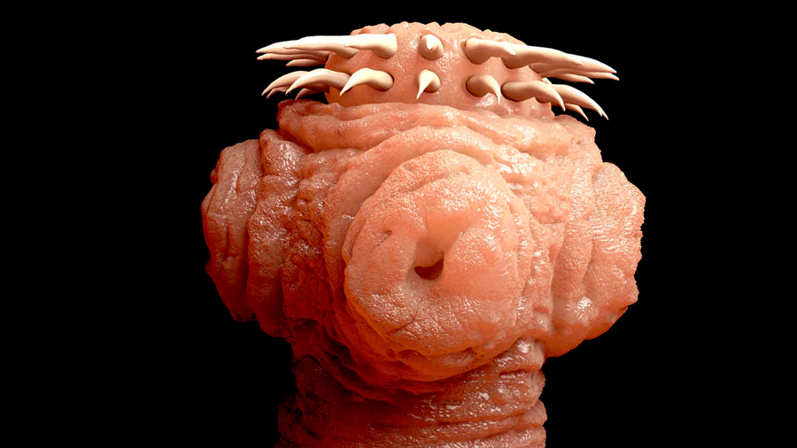 Qué es una tenia 2 Qué es una tenia