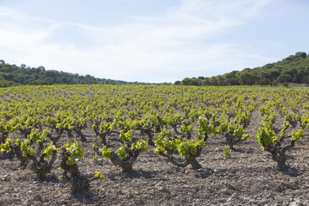 Qué es una vega 4 El ejemplo del río Nilo