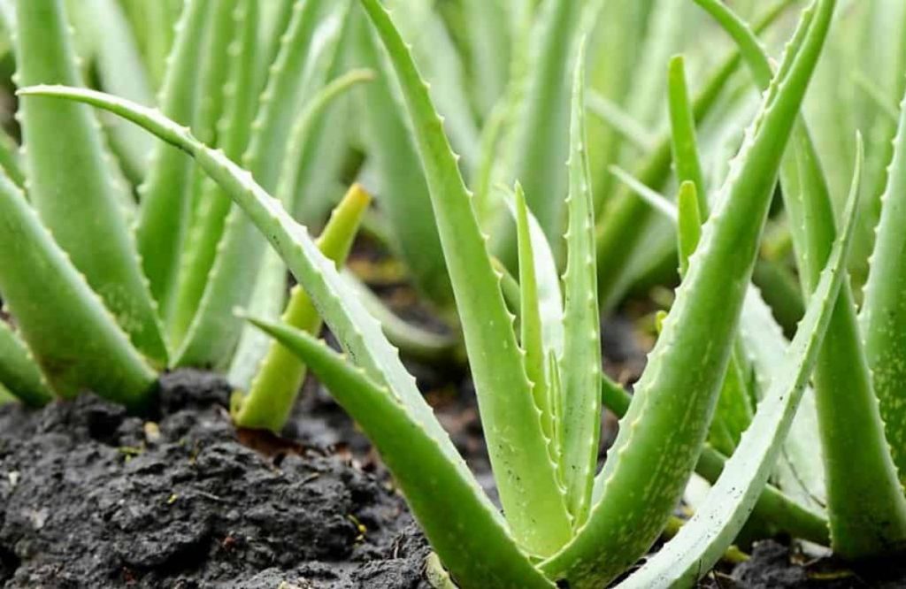Aloe vera