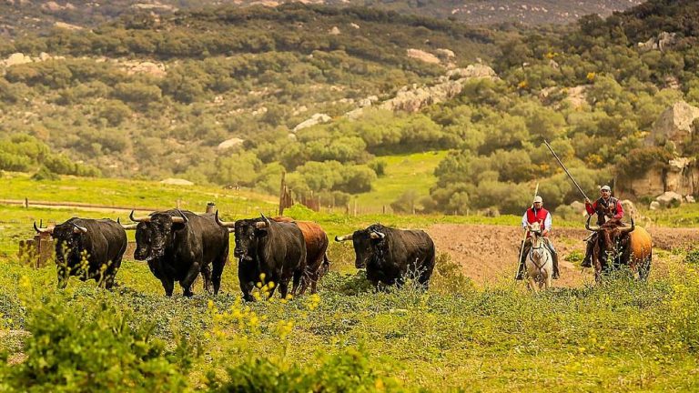 Andalucía impulsa un plan integral para fomento del toro bravo