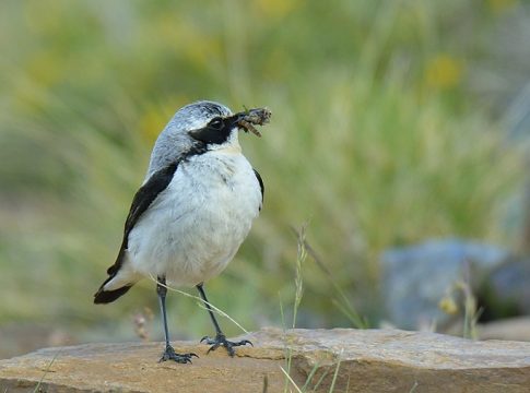 aves de alta montaña