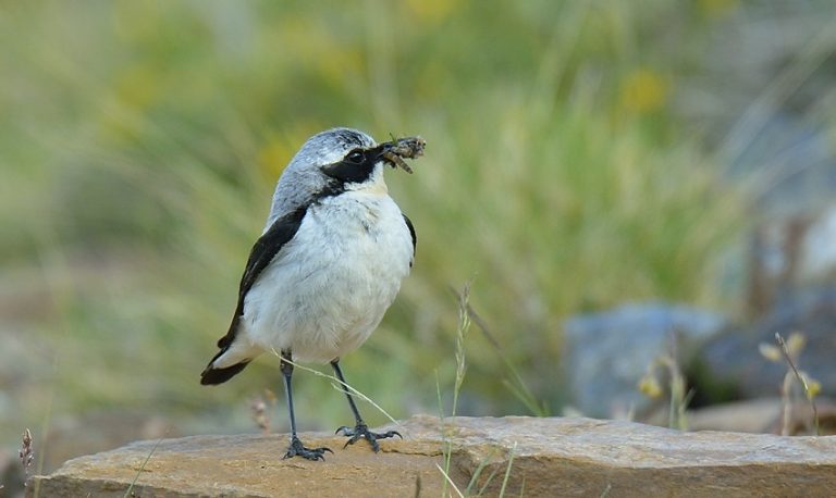 Las aves de alta montaña desarrollan mejores abrigos plumíferos