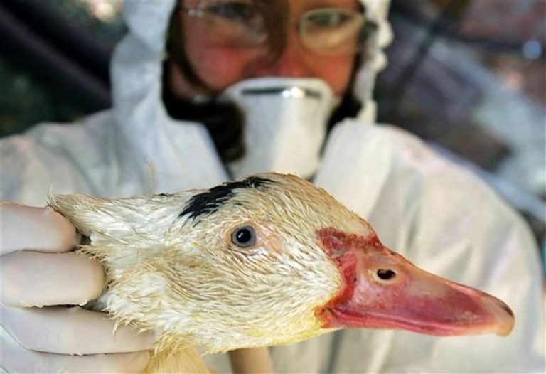 Qué es la gripe aviar H5N8 y por qué debes preocuparte