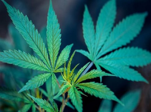 cannabis semillas de marihuana