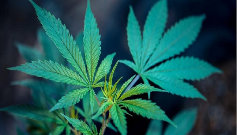 ¿Es legal comprar semillas de marihuana? Resolvemos todas tus dudas