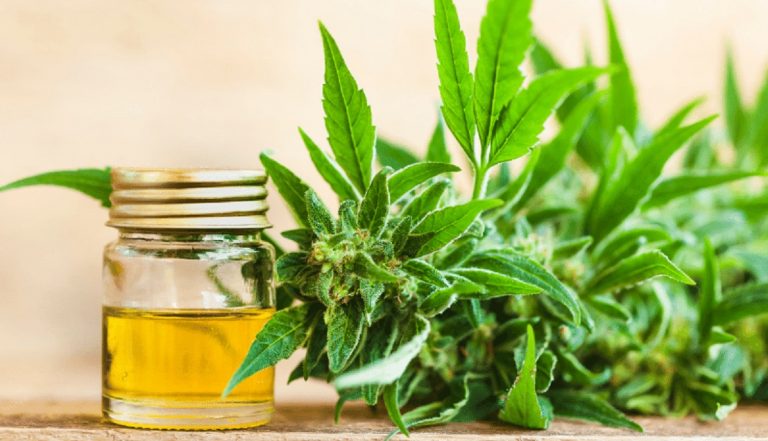 Reglas claras para el uso del cannabis