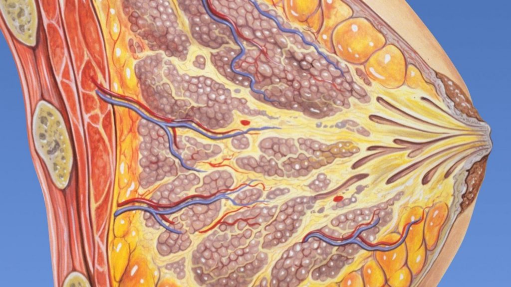 Representación del interior de un seno.